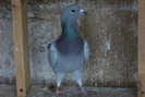 pui 2009