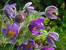 Deditei (pulsatilla montana)