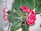 Gloxinia roz dublu