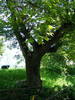 DSCF0516