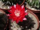 Gymnocalycium baldianum