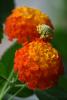 lantana camara