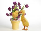 Easter Quackers