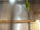 mascul baltat 1 an